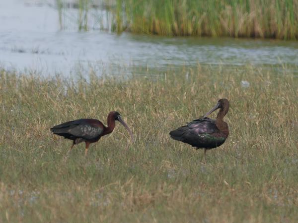 Zwarte ibis (Plegadis falcinellus)